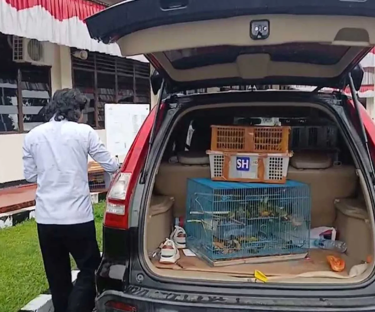BKSDA dan Polres Agam Gagalkan Penyelundupan 225 Burung Liar Tujuan Lampung