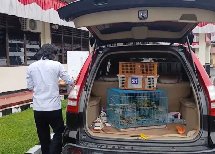 BKSDA dan Polres Agam Gagalkan Penyelundupan 225 Burung Liar Tujuan Lampung