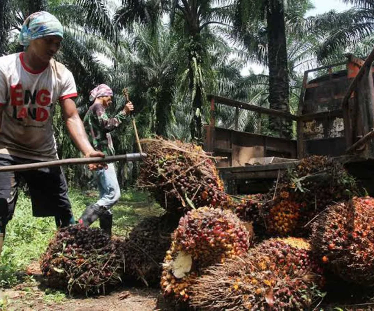Harga TBS Sawit Riau 9-15 September 2026 Naik, Ini Daftar Lengkapnya