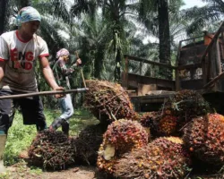 Harga TBS Sawit Riau Kembali Naik, Petani Plasma Kini Terima Rp3.831 per Kg