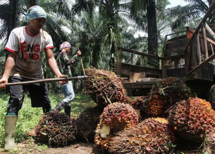 Harga TBS Sawit Riau Kembali Naik, Petani Plasma Kini Terima Rp3.831 per Kg