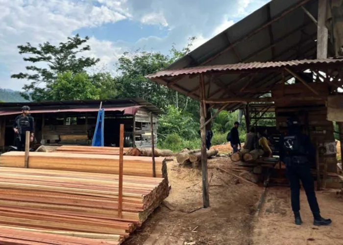 Polda Riau Bongkar Sawmill Ilegal di Kampar, 794 Batang Kayu Disita, Satu Tersangka Ditahan