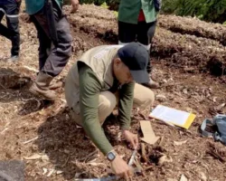 Harimau Sumatera Tewaskan Anak di Pelalawan, BBKSDA Temukan Dugaan Pemicu