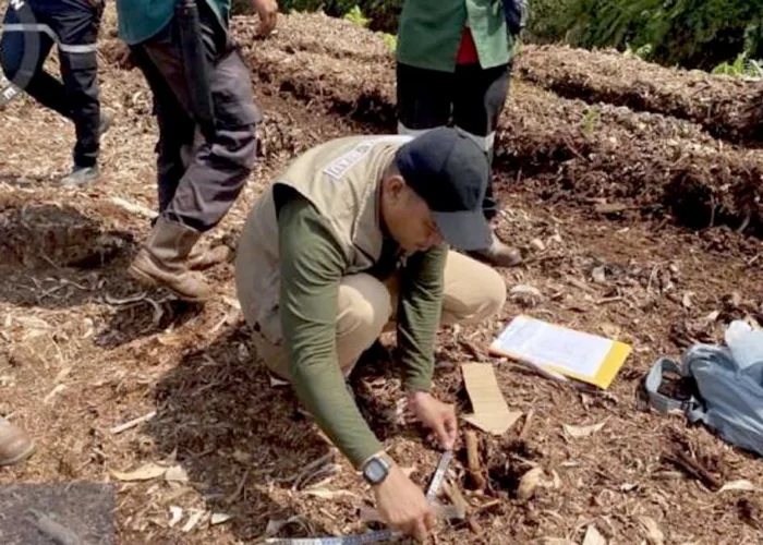 Harimau Sumatera Tewaskan Anak di Pelalawan, BBKSDA Temukan Dugaan Pemicu