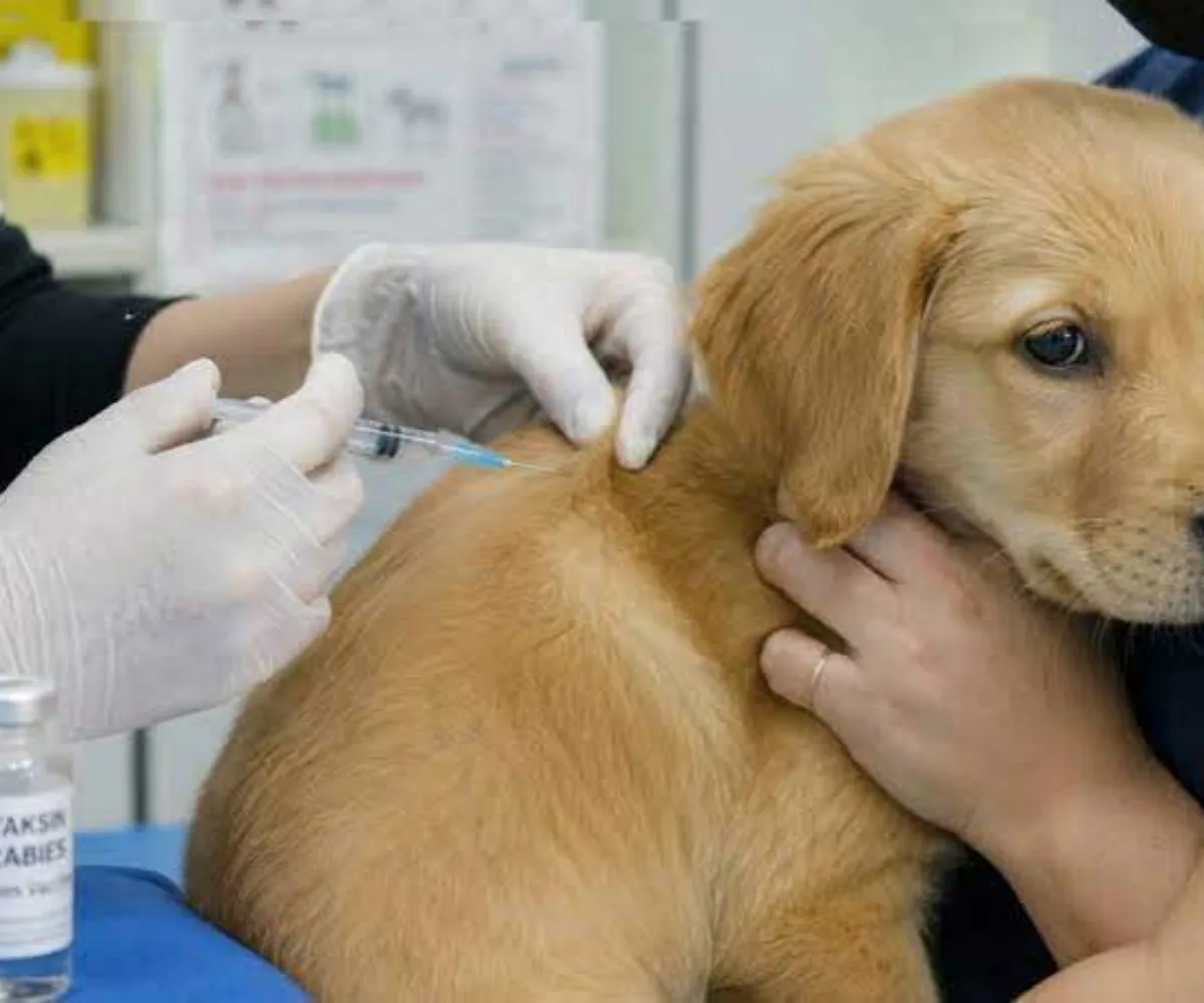 Pemko Pekanbaru Siapkan 2.000 Dosis Vaksin Rabies Gratis, Ratusan Warga Antusias Datang