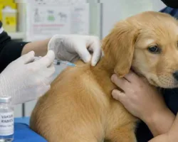 Pemko Pekanbaru Siapkan 2.000 Dosis Vaksin Rabies Gratis, Ratusan Warga Antusias Datang