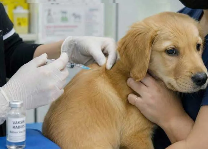 Pemko Pekanbaru Siapkan 2.000 Dosis Vaksin Rabies Gratis, Ratusan Warga Antusias Datang
