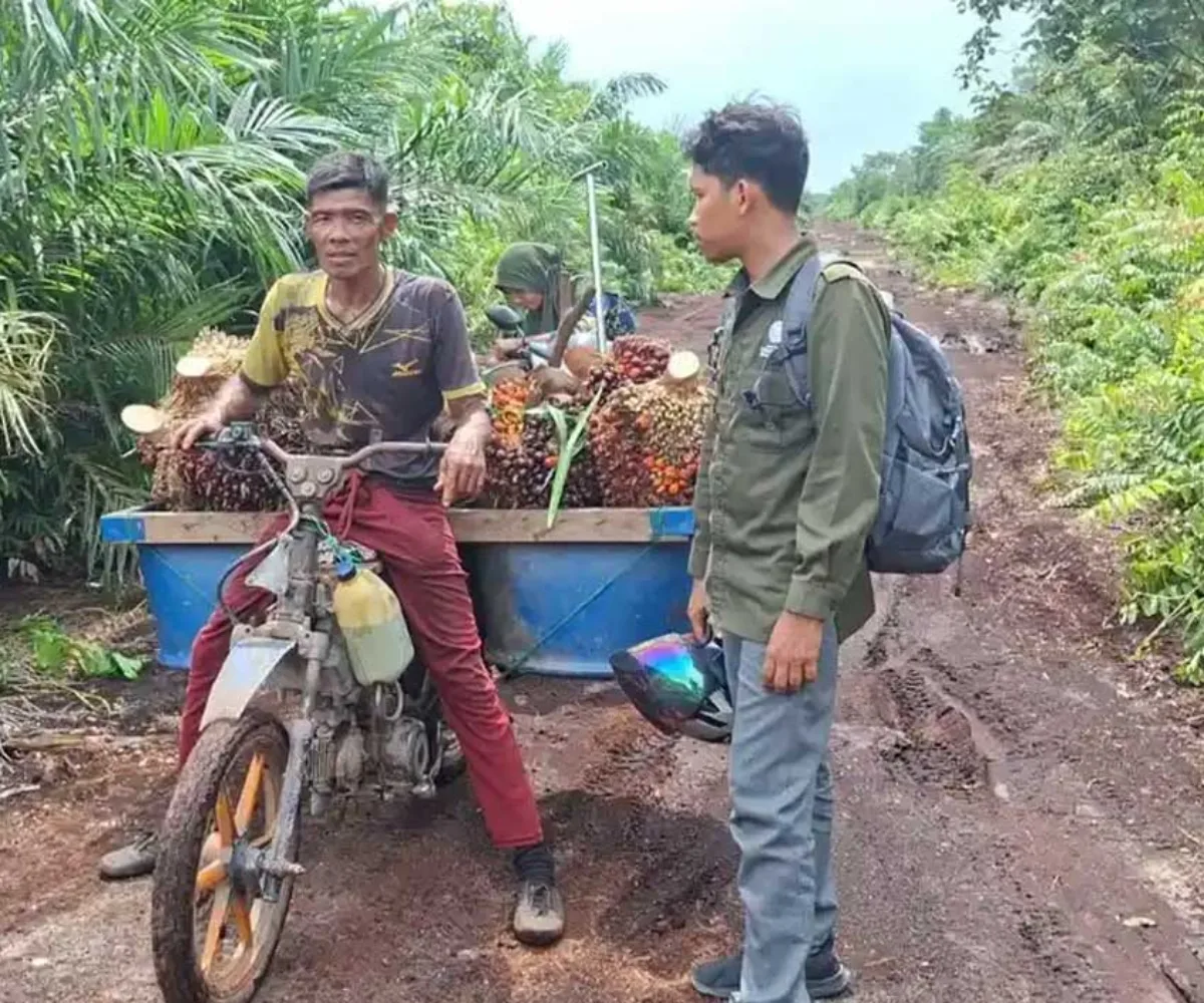 Harimau Sumatera Serang Pekerja di Siak, BBKSDA Riau Turunkan Tim ke Lokasi