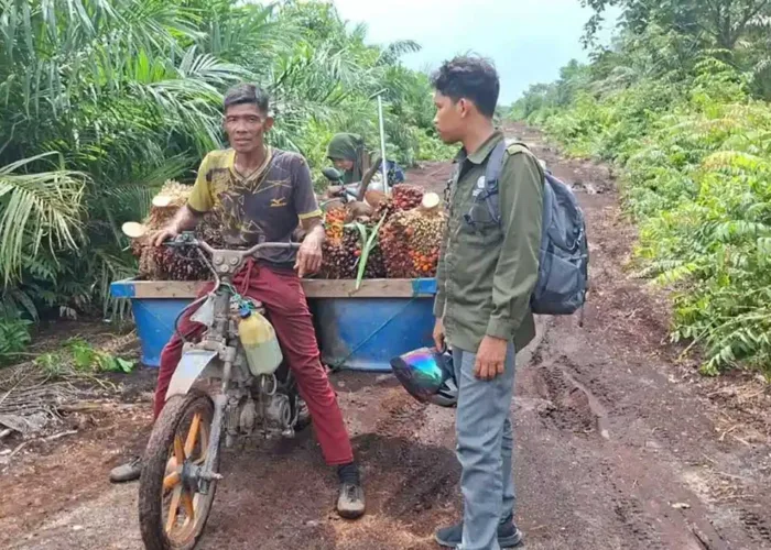 Harimau Sumatera Serang Pekerja di Siak, BBKSDA Riau Turunkan Tim ke Lokasi