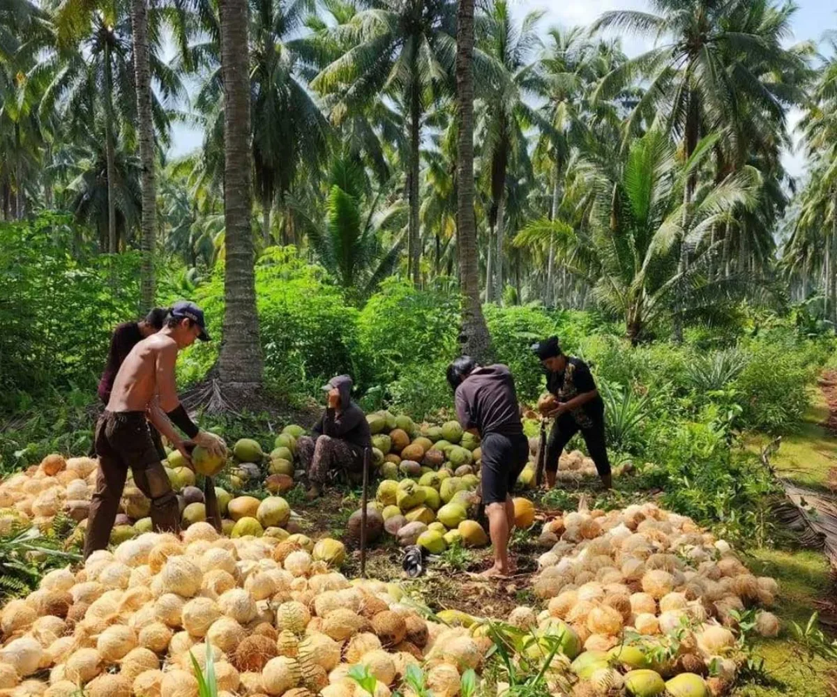 Peremajaan 377 Ribu Hektare Kelapa Tua, Kementan Kucurkan Rp427 Miliar