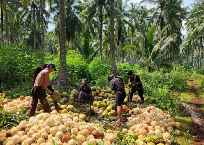 Peremajaan 377 Ribu Hektare Kelapa Tua, Kementan Kucurkan Rp427 Miliar