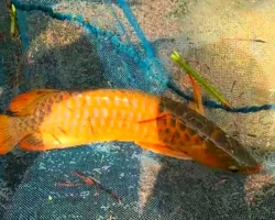 KKP Segel Penangkaran Arwana di Pekanbaru, Temukan 271 Ikan Dilindungi Tak Berizin