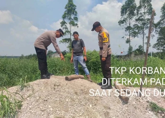 Konflik Manusia dan Harimau di Pelalawan Mengkhawatirkan, Sepekan Dua Orang Tewas Diterkam