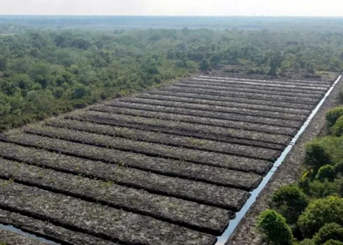 Ekosistem Pesisir Terancam, Polda Riau Buru Pelaku Penggundulan 100 Hektare Hutan Mangrove di Rohil