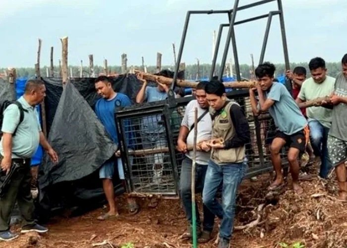Harimau Sumatera Masih Mengintai Camp HTI Pelalawan, BBKSDA Duga Lebih dari Satu Ekor