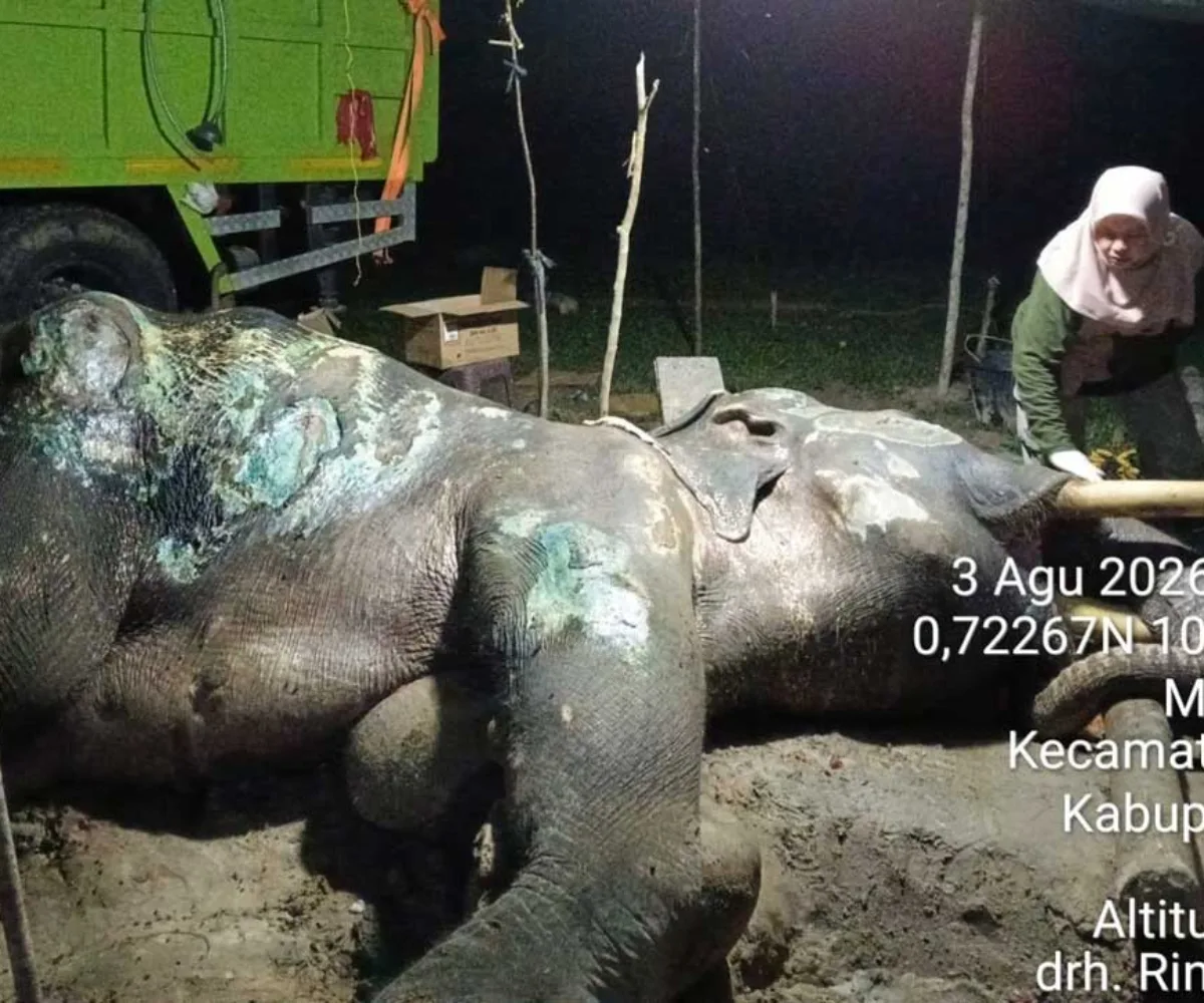 Gajah Jovi Mati Setelah 34 Hari Dirawat, Riau Kehilangan Peredam Konflik Gajah-Manusia