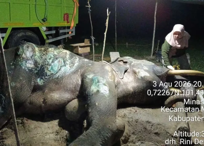 Gajah Jovi Mati Setelah 34 Hari Dirawat, Riau Kehilangan Peredam Konflik Gajah-Manusia