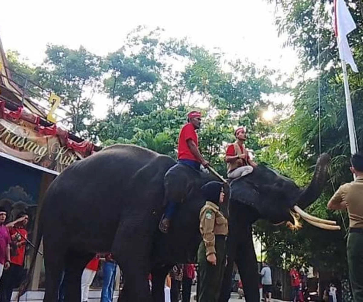 Dua Gajah Sumatera Kibarkan Merah Putih di HUT RI ke-81 Kampar