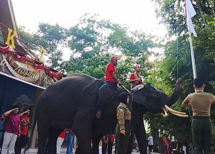 Dua Gajah Sumatera Kibarkan Merah Putih di HUT RI ke-81 Kampar