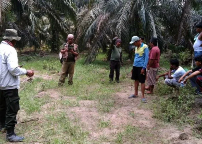 Konflik Gajah Liar di Bengkalis, Seorang Warga Meninggal dan Satu Terluka