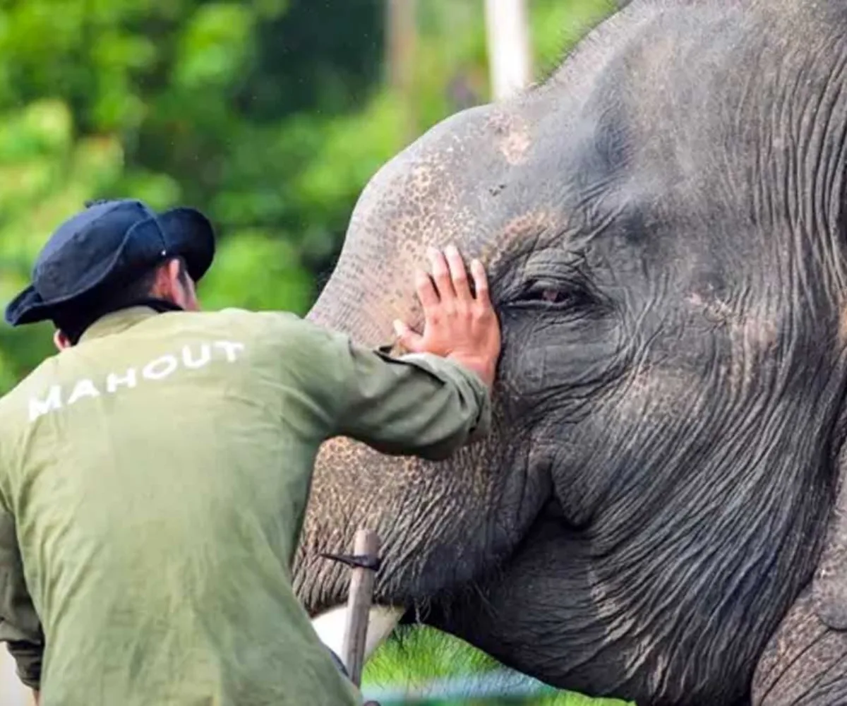 Gajah Sumatra Hanya Tersisa 900 Sampai 1.350 Ekor, Riau Hadapi Ancaman Serius