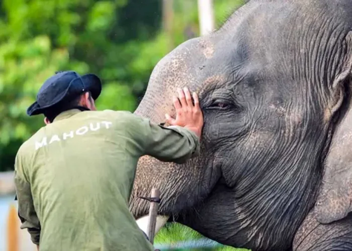 Gajah Sumatra Hanya Tersisa 900 Sampai 1.350 Ekor, Riau Hadapi Ancaman Serius