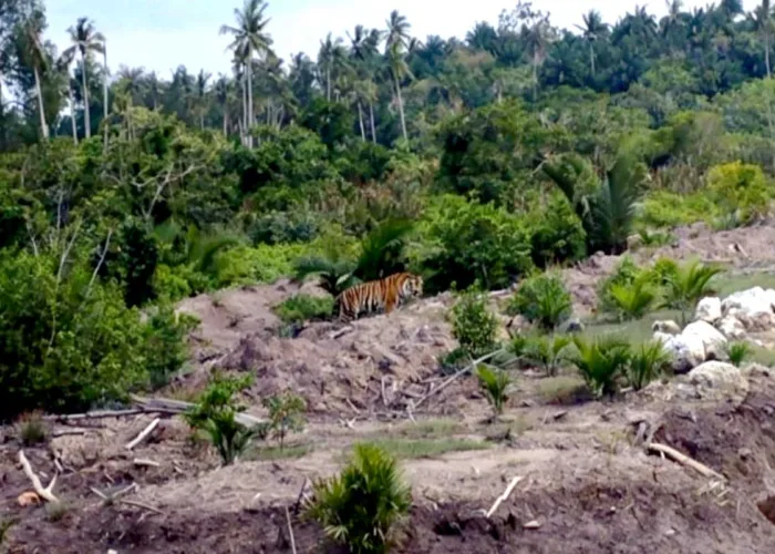 Harimau Sumatera Masih Berkeliaran di Inhil, BBKSDA Riau Tambah Drone Thermal
