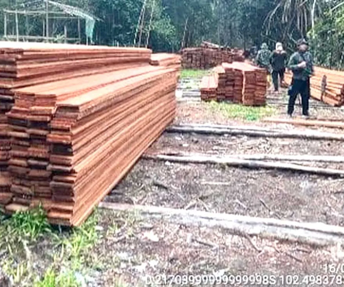 Bukan Hanya Kebakaran, Pembalakan Liar Terbongkar di SM Kerumutan Pelalawan