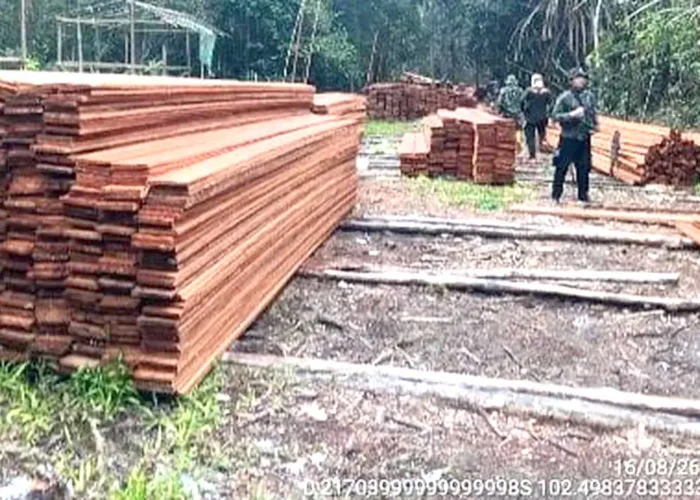 Bukan Hanya Kebakaran, Pembalakan Liar Terbongkar di SM Kerumutan Pelalawan