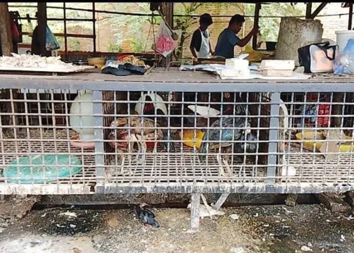 Harga Ayam Potong di Pekanbaru Tembus Rp40 Ribu, Pedagang Batasi Penjualan
