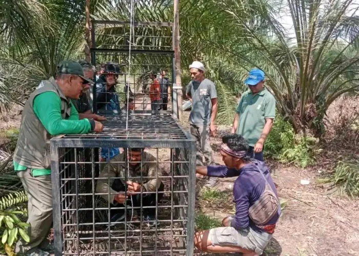 BBKSDA Riau Pasang Kandang Jebak Usai Beruang Madu Serang Petani di Pelalawan