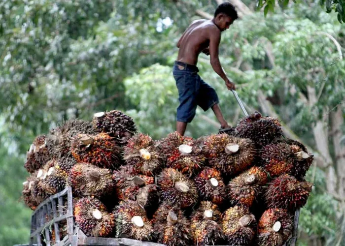 Harga TBS Sawit Riau Turun Rp70 per Kg, Umur 9 Tahun Kini Rp3.941