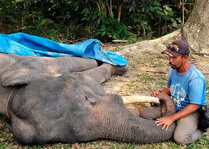 Gajah Diego Mati di PLG Minas, Kondisinya Sempat Membaik Sebelum Mendadak Drop