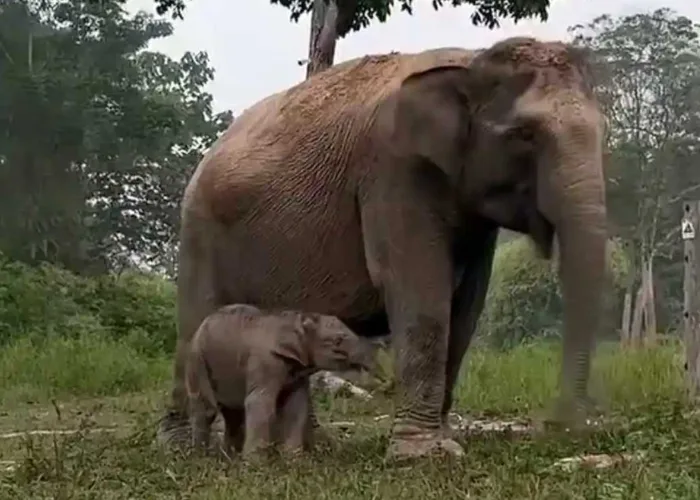Kabar Bahagia dari Tesso Nilo, Anak Gajah Sumatera Jantan Lahir Sehat di Camp EFS