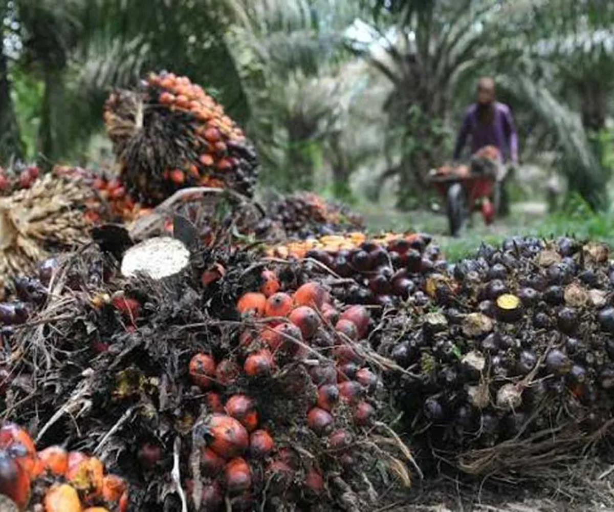 Harga TBS Sawit Riau Kembali Turun, Umur 9 Tahun Jadi Rp3.912,24 per Kg, Ini Rincian Selengkapnya