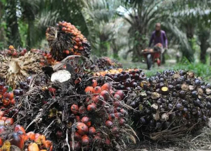 Harga TBS Sawit Riau Kembali Turun, Umur 9 Tahun Jadi Rp3.912,24 per Kg, Ini Rincian Selengkapnya