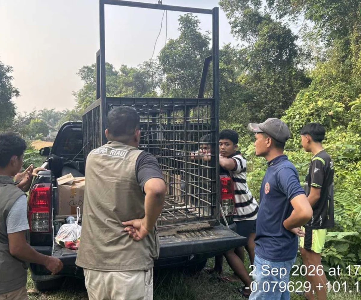 Beruang Berkeliaran Dekat Rumah Warga di Kampar, BBKSDA Riau Pasang Perangkap