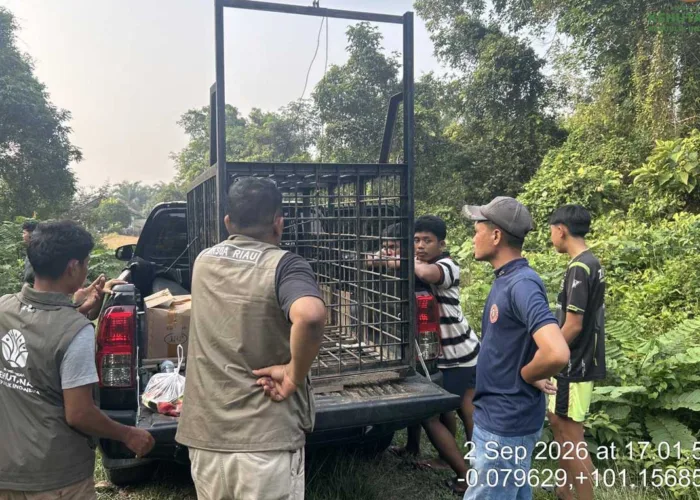 Beruang Berkeliaran Dekat Rumah Warga di Kampar, BBKSDA Riau Pasang Perangkap