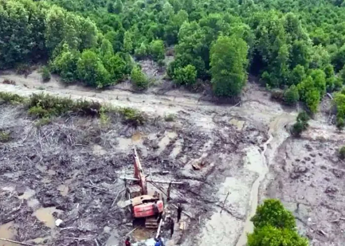 Diduga Babat 111,77 Hektare Mangrove di Dumai, Polda Riau Tetapkan Satu Tersangka
