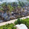 Lahan Gambut Mengering, Perkebunan Kelapa di Inhil Terbakar