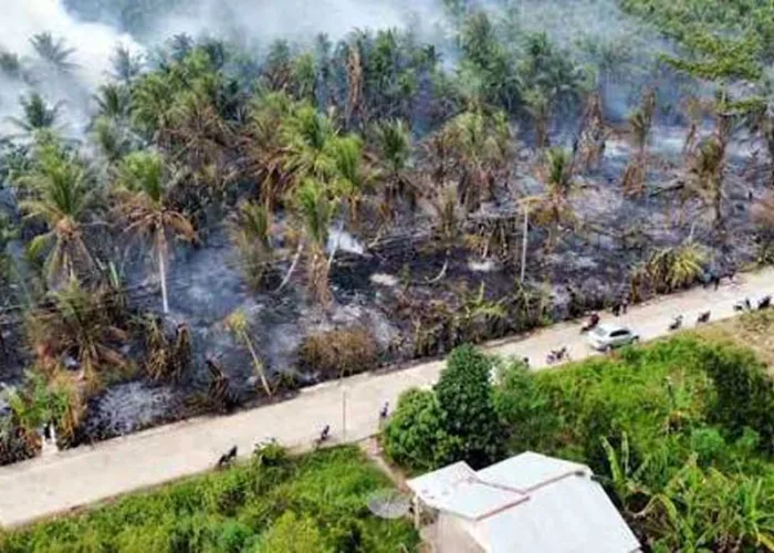 Lahan Gambut Mengering, Perkebunan Kelapa di Inhil Terbakar