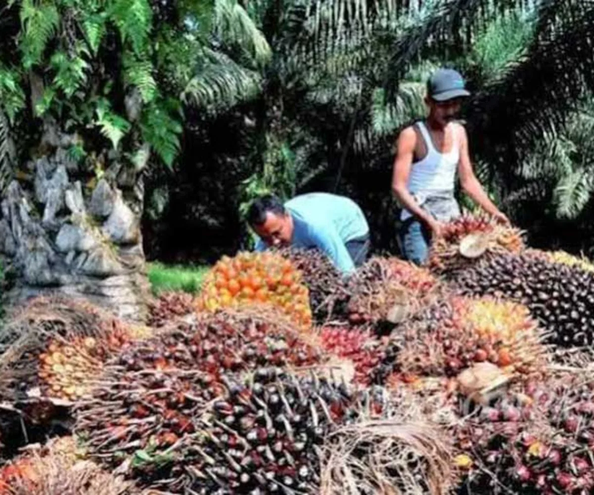 Gelontorkan Rp1,9 Triliun, Peremajaan Sawit Rakyat Riau Capai 55.140 Hektare