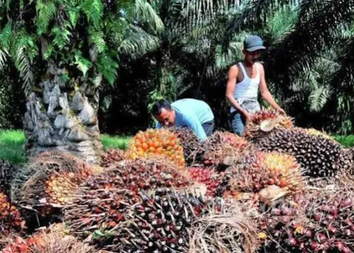Gelontorkan Rp1,9 Triliun, Peremajaan Sawit Rakyat Riau Capai 55.140 Hektare