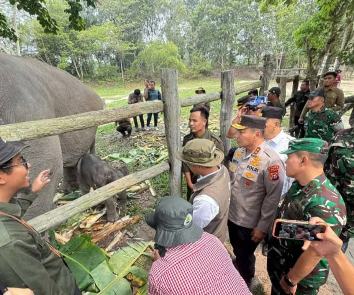 Baru 20 Menit Lahir Sudah Berdiri, Ganesha Bawa Harapan Baru dari Tesso Nilo