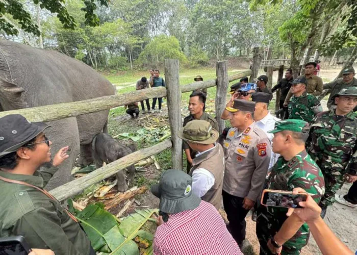 Baru 20 Menit Lahir Sudah Berdiri, Ganesha Bawa Harapan Baru dari Tesso Nilo