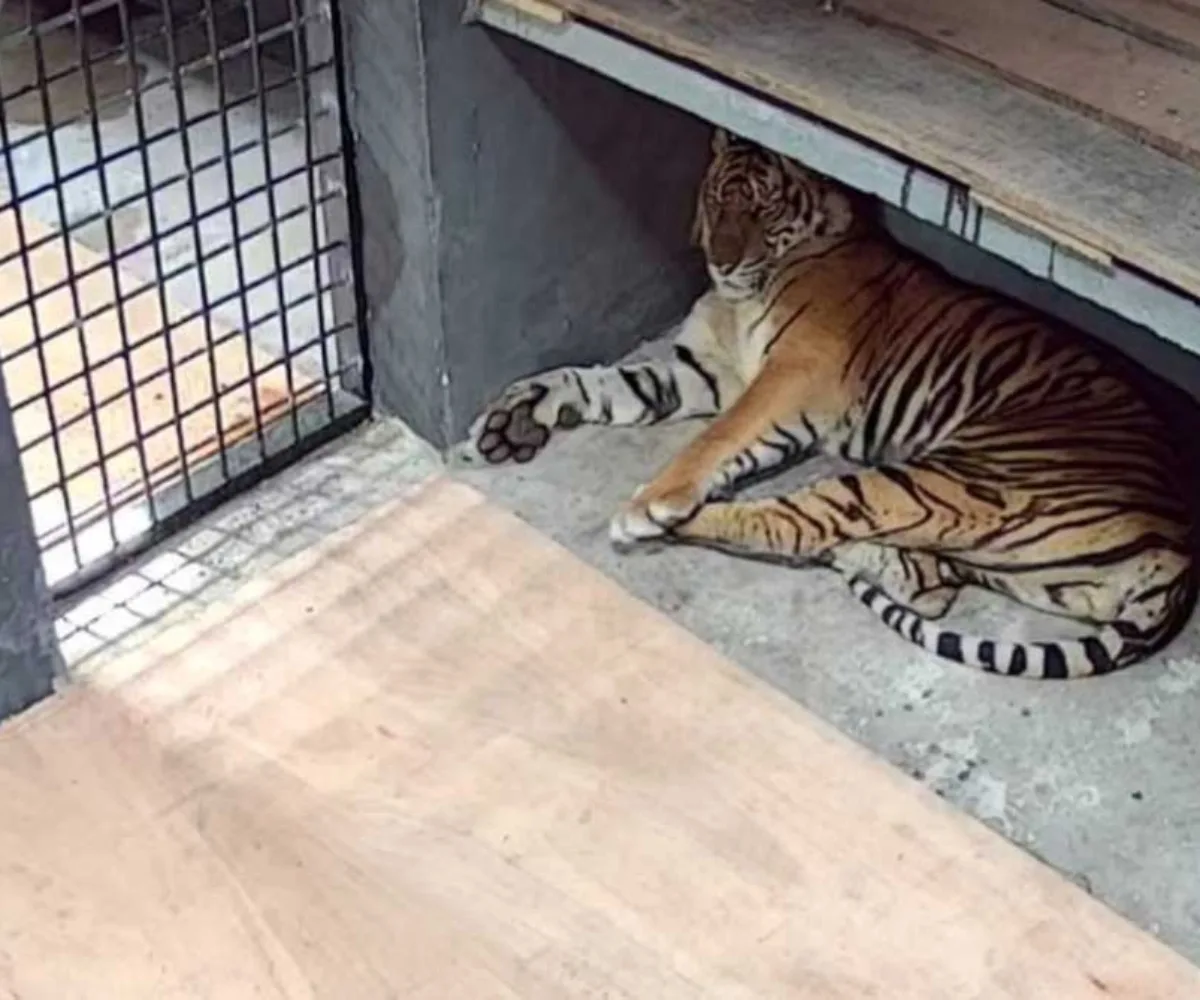 Harimau Sumatera Diduga Pemangsa Manusia Tertangkap, BKSDA Riau Tunggu Hasil Uji DNA dari UGM