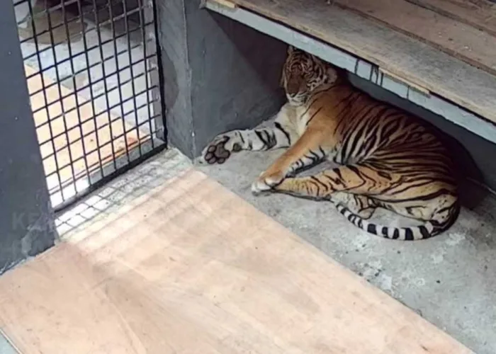 Harimau Sumatera Diduga Pemangsa Manusia Tertangkap, BKSDA Riau Tunggu Hasil Uji DNA dari UGM