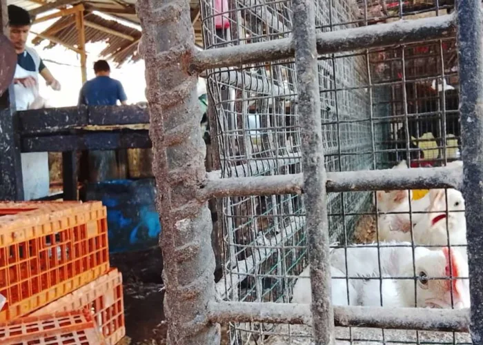 Harga Ayam Potong di Pasar Cik Puan Anjlok, Penjualan Pedagang Justru Naik 15 Persen